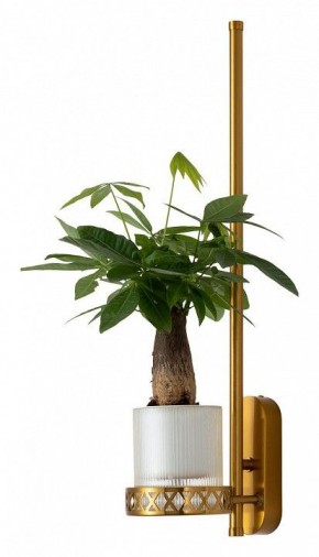 Бра Favourite Greenery 4050-1W в Миассе - miass.mebel24.online | фото 4
